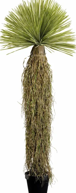 Deko Pflanze Yuca Rostrata 55919