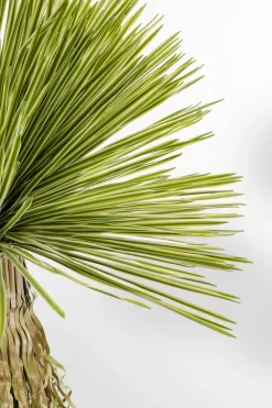 Deko Pflanze Yuca Rostrata 55919