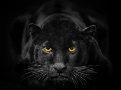 Glasbild 30 x 40 cm Black Panther III