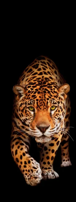 Glasbild 30 x 80 cm Panther II