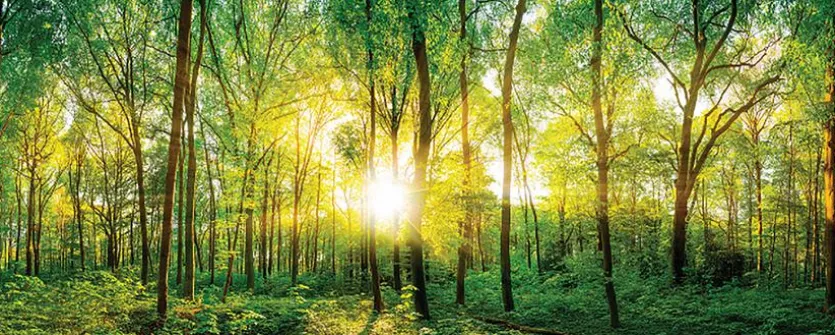 Glasbild 125 x 50 cm Sunlight Forest I