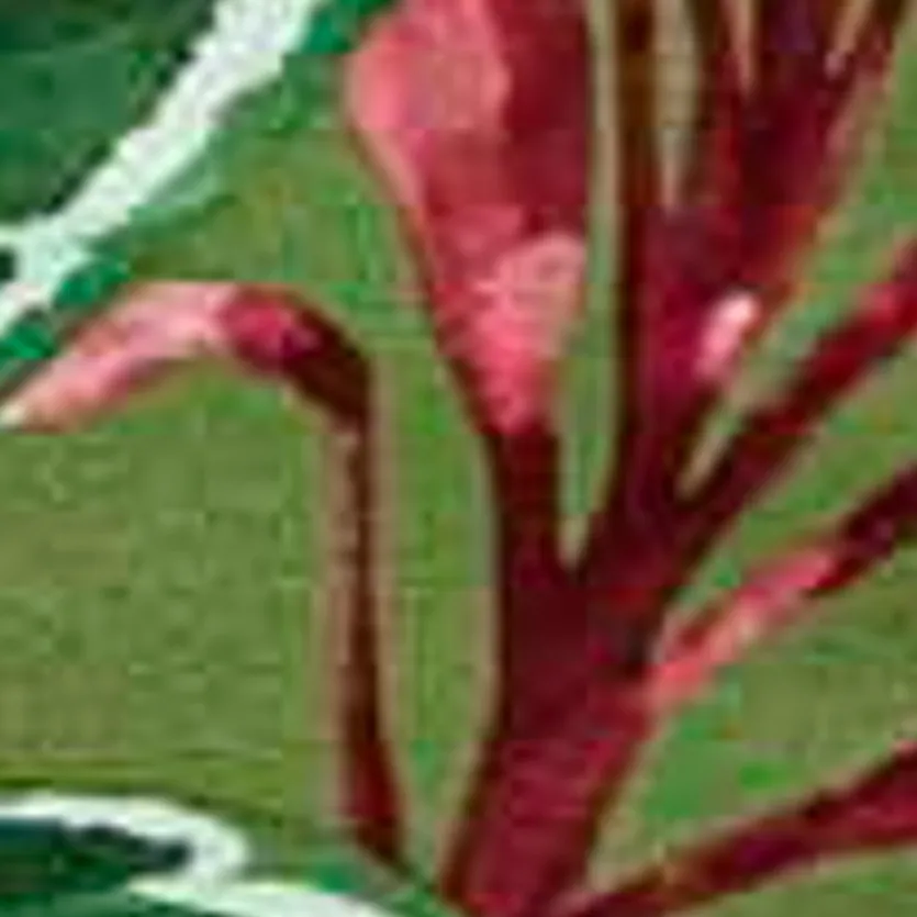 Hochlehner-Auflage Cala Green