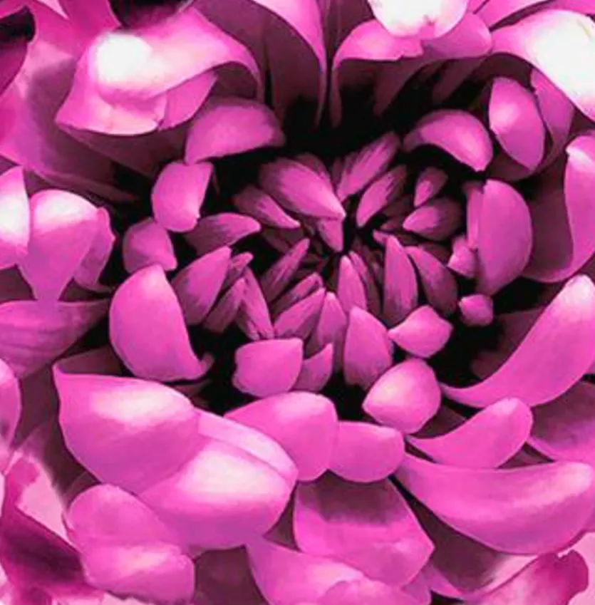 Kissen Dahlia 45 x 45 cm