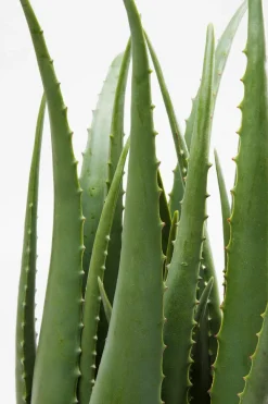 Kunstpflanze Aloe 60724
