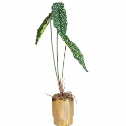 Kunstpflanze Alocasia