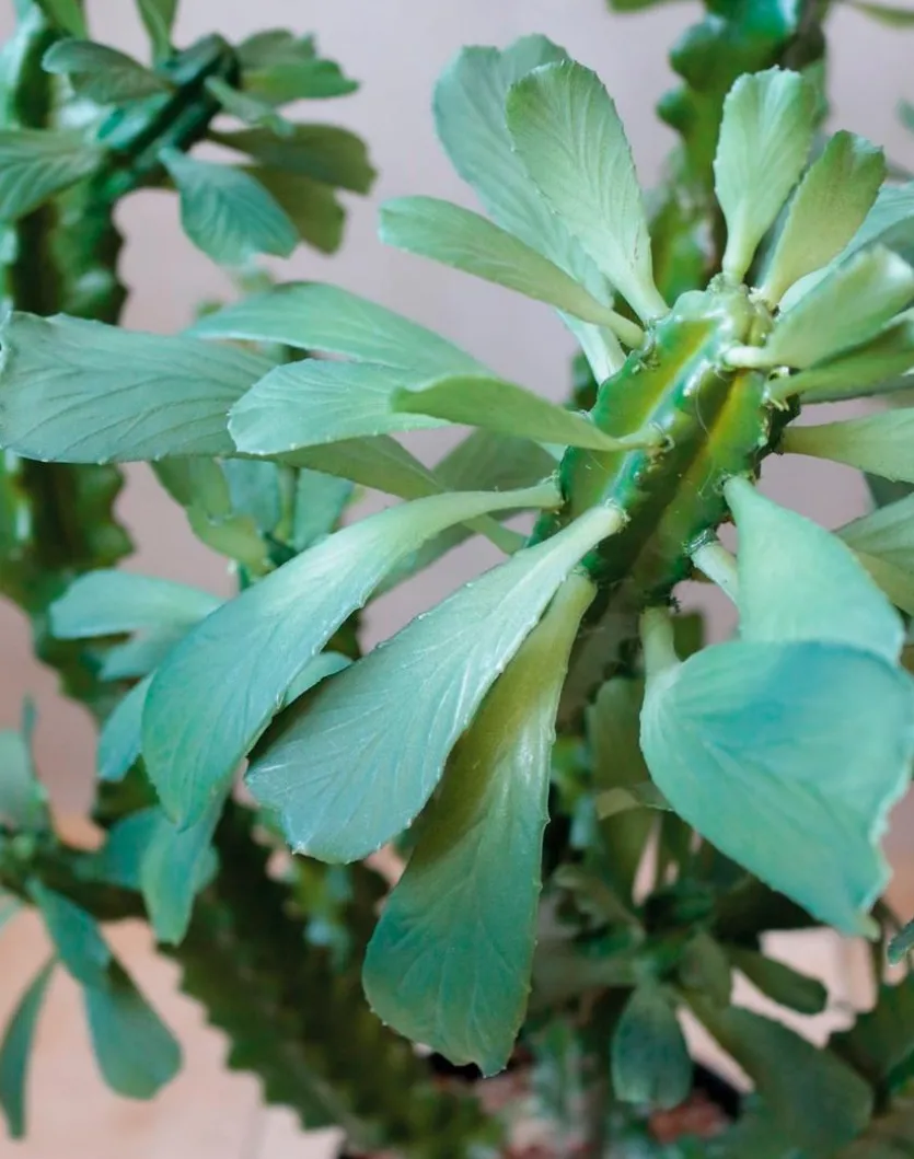 Kunstpflanze Euphorbia 88 cm