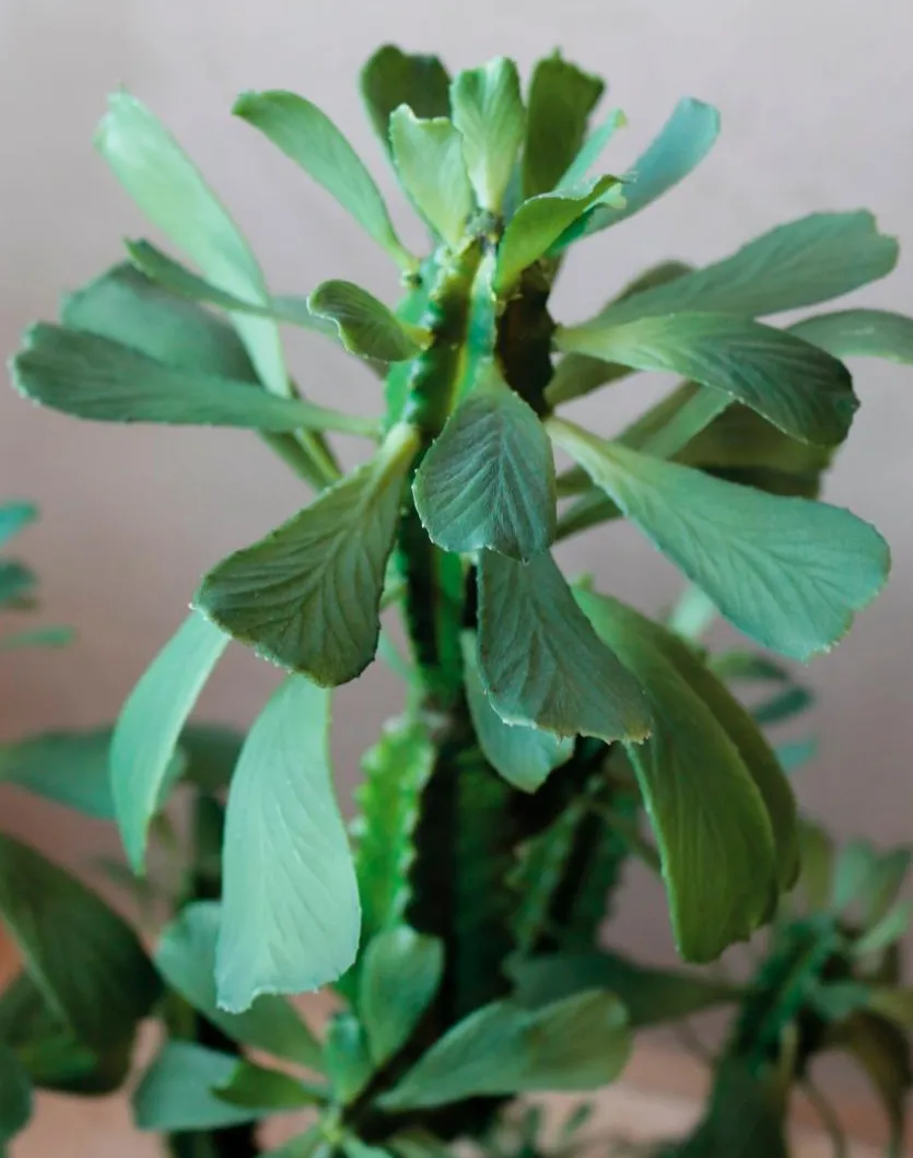 Kunstpflanze Euphorbia 88 cm