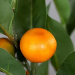Kunstpflanze Mandarinenbaum 55 cm