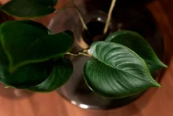 Kunstpflanze Philodendron 76 cm