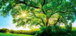 Wandbild 55 x 115 cm Green tree