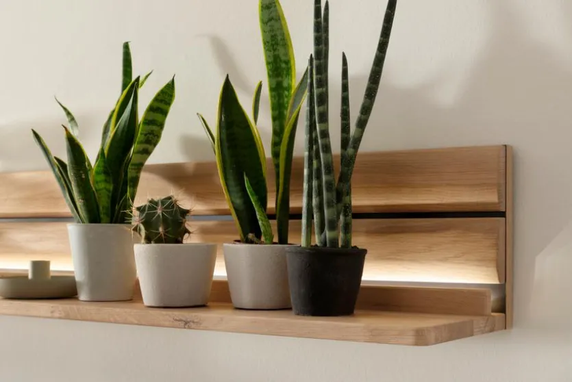 Wandboard Girona