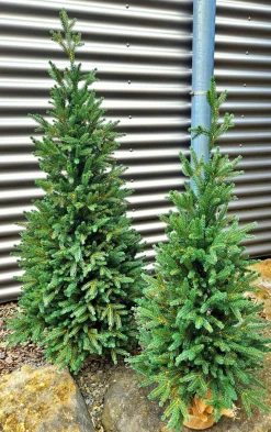 Weihnachtsbaum Zwergfichte 120 cm
