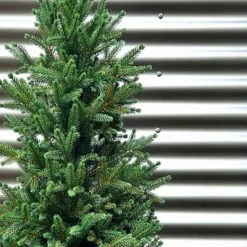 Weihnachtsbaum Zwergfichte 120 cm