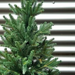 Weihnachtsbaum Zwergfichte 90 cm